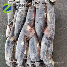2020 See gefrorener äquatorialer Tintenfisch ganze runde Fabriklieferant